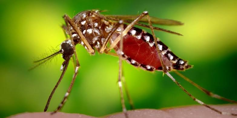 Más de tres millones 850 mil criaderos de mosquitos son